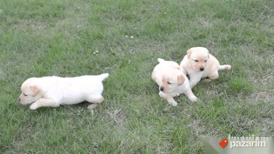 Labrador i Zlatni retriveri 4