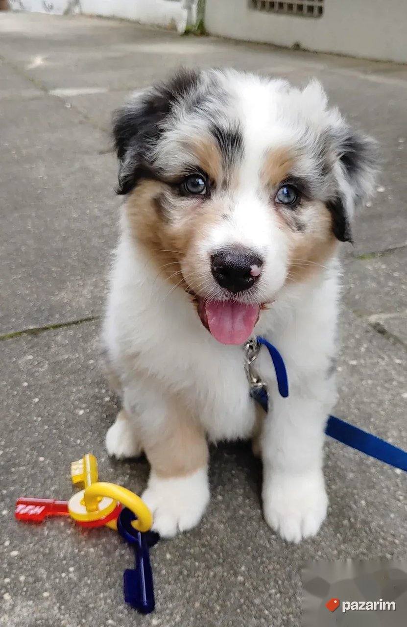 Shiba Inu i Australijski ovčar 1