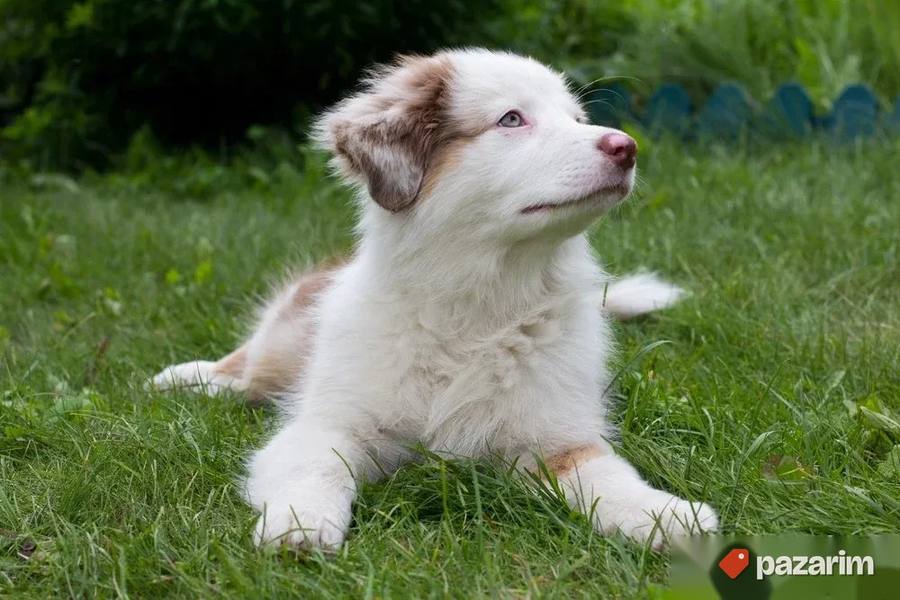Shiba Inu i Australijski ovčar 2