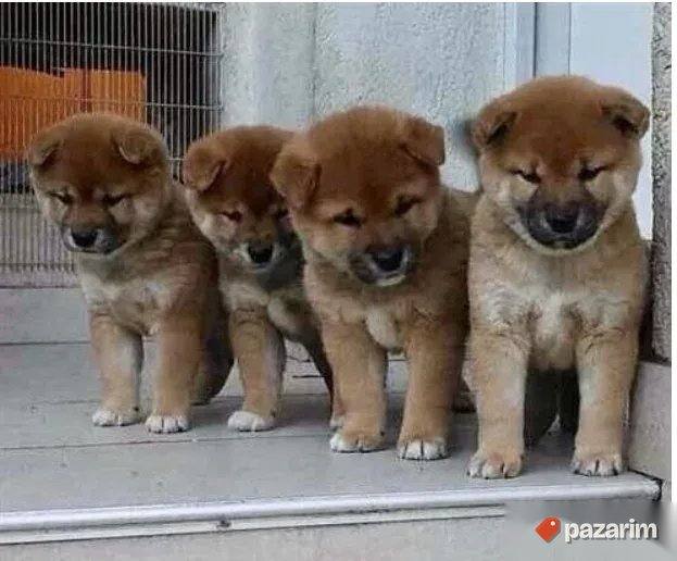 Shiba Inu i Australijski ovčar 3
