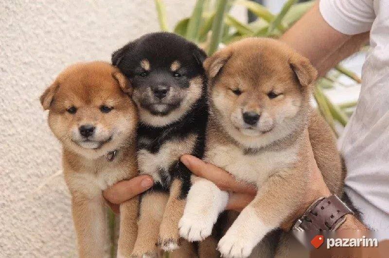Shiba Inu i Australijski ovčar 4
