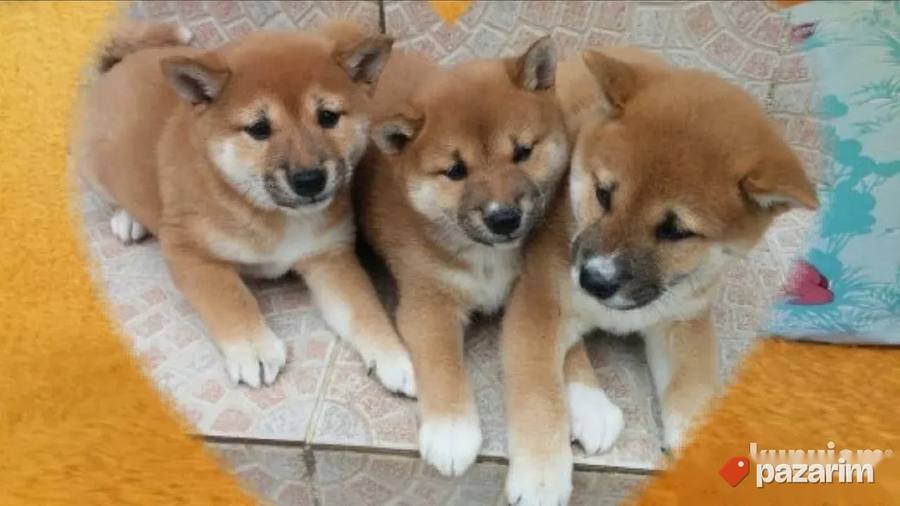 Shiba Inu i Australijski ovčar 5