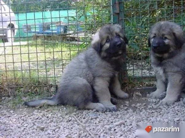 Šarplaninci i Kavkavski Ovčari 1
