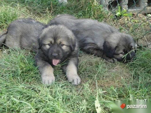 Šarplaninci i Kavkavski Ovčari 2