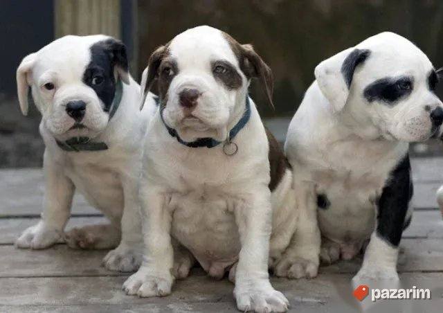 Americki buldog i Bandog 1