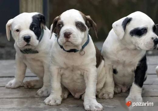 Americki buldog i Bandog