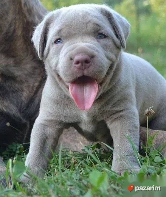 Americki buldog i Bandog 2