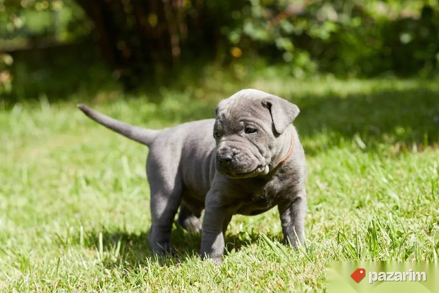 Americki buldog i Bandog 3