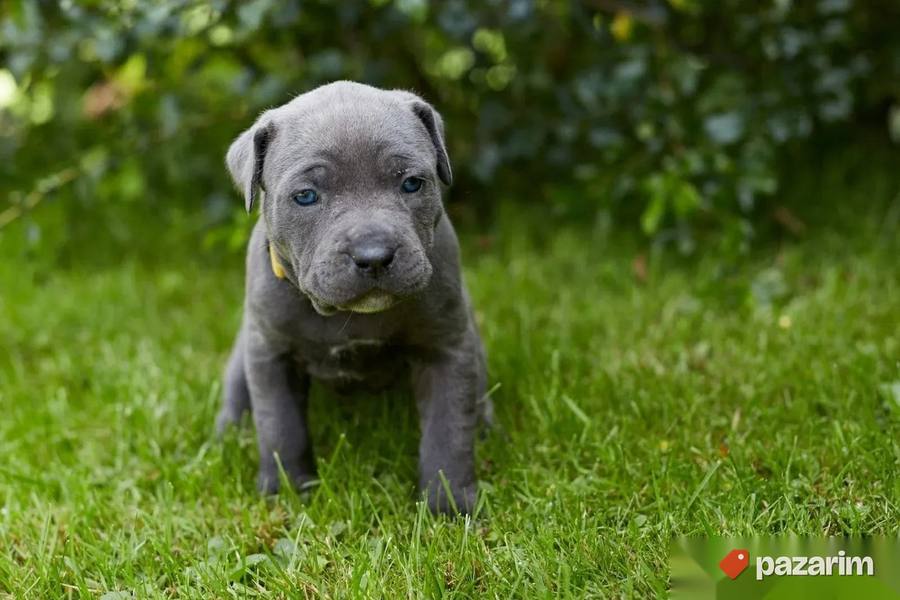 Americki buldog i Bandog 4