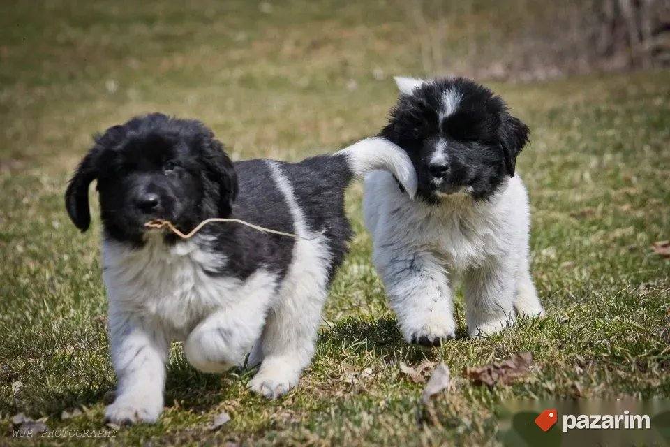 Njufaundlender i Bobtail 1
