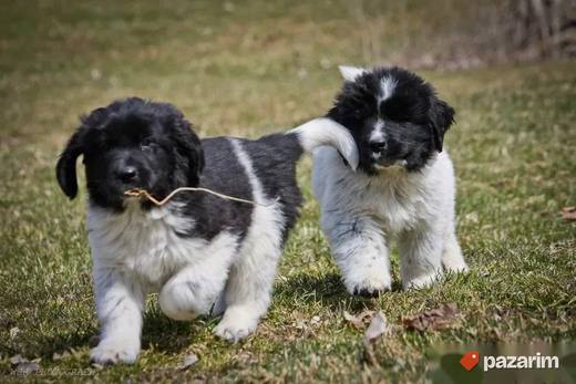 Njufaundlender i Bobtail