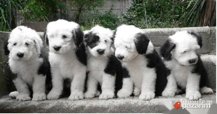 Njufaundlender i Bobtail 2