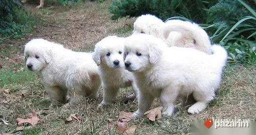 Kuvas i Madjarski Puli