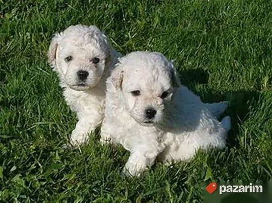 Kuvas i Madjarski Puli 2