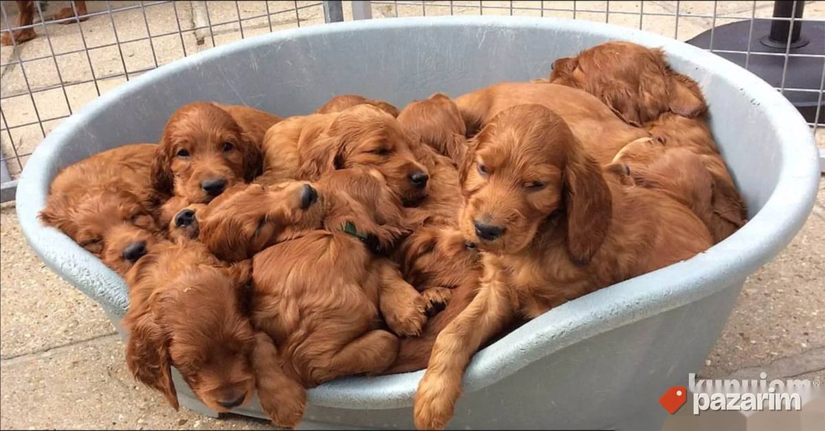 Irski Setter i Gordon Setter 1