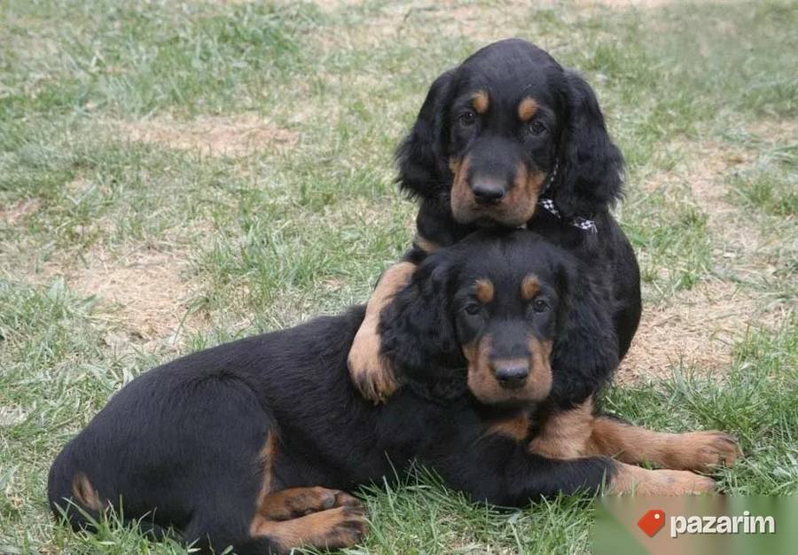 Irski Setter i Gordon Setter 2