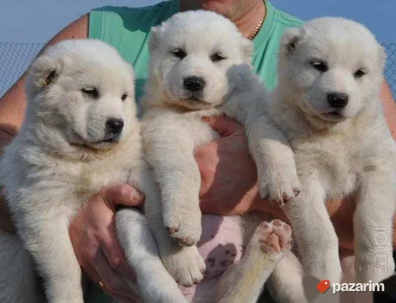 Azijati i Kangal 1