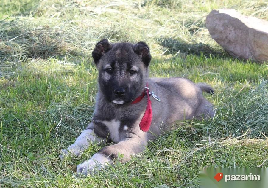 Azijati i Kangal 2
