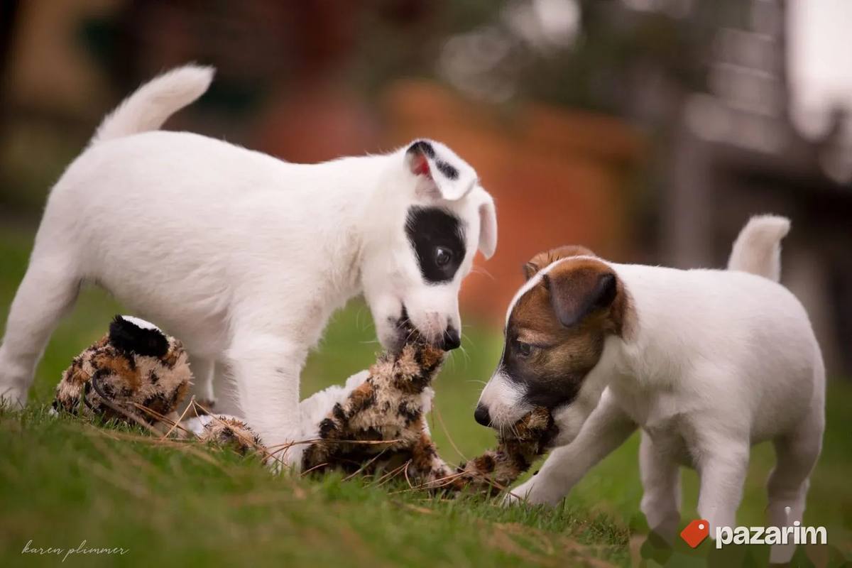 Fox terijer i Jack rassel terijer 1