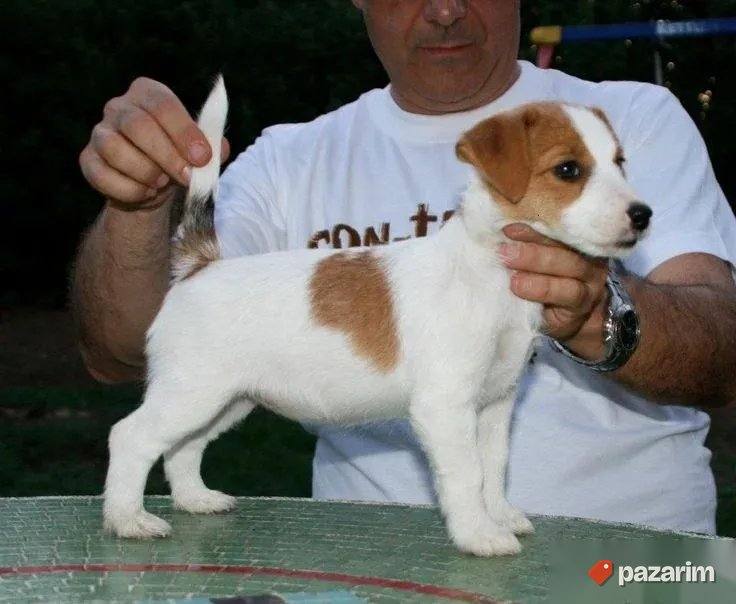 Fox terijer i Jack rassel terijer 2