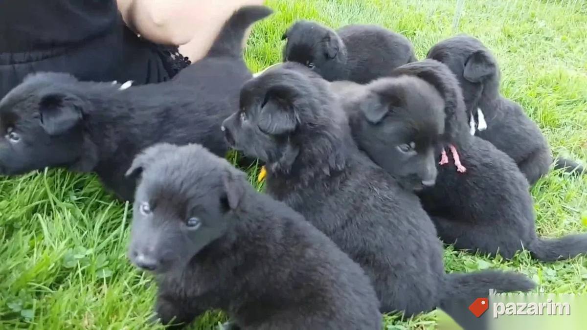 Belgijski ovcar Grenendal i Leonberger 1