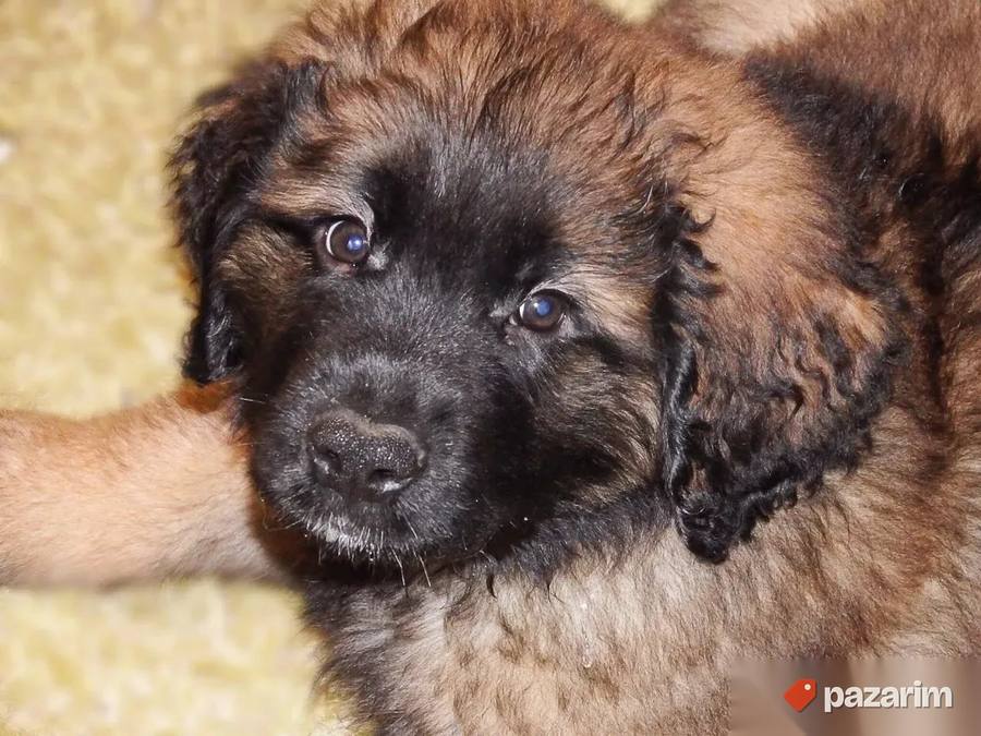 Belgijski ovcar Grenendal i Leonberger 2