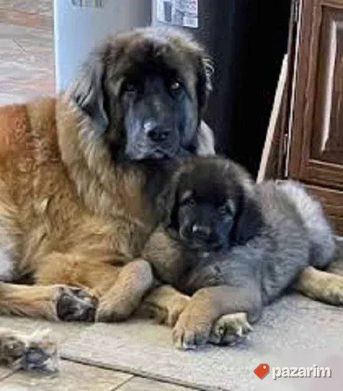 Belgijski ovcar Grenendal i Leonberger 3