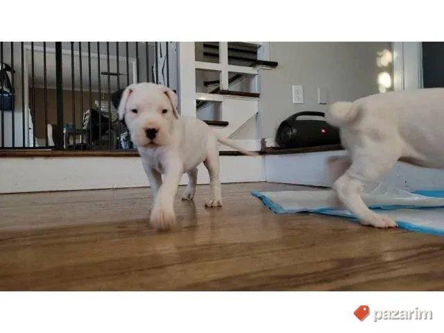 Dogo Argentino i Rotvajleri 1