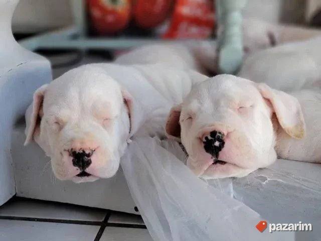 Dogo Argentino i Rotvajleri 2