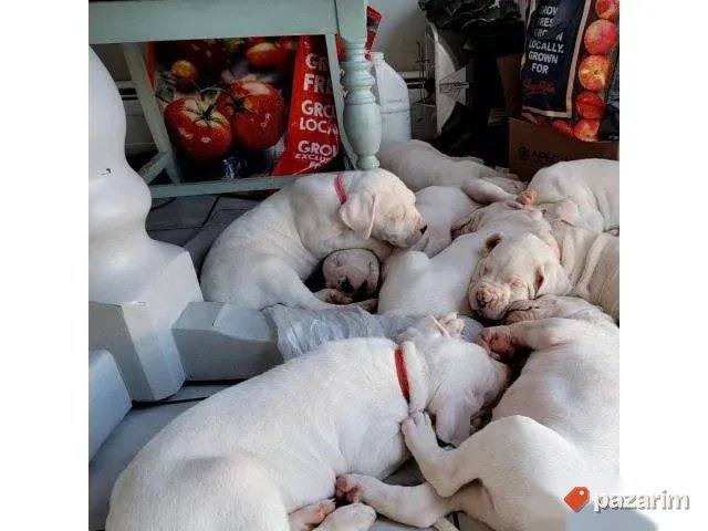 Dogo Argentino i Rotvajleri 3